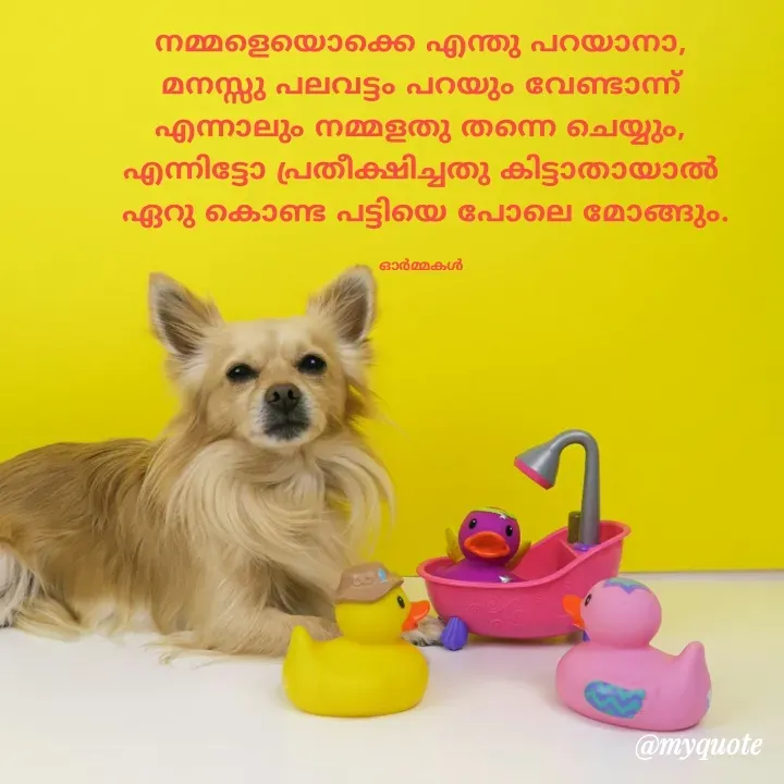 Quote by Ormakal - നമ്മളെയൊക്കെ എന്തു പറയാനാ,
മനസ്സു പലവട്ടം പറയും വേണ്ടാന്ന്
എന്നാലും നമ്മളതു തന്നെ ചെയ്യും,
എന്നിട്ടോ പ്രതീക്ഷിച്ചതു കിട്ടാതായാൽ
 ഏറു കൊണ്ട പട്ടിയെ പോലെ മോങ്ങും.

ഓർമ്മകൾ - Made using Quotes Creator App, Post Maker App