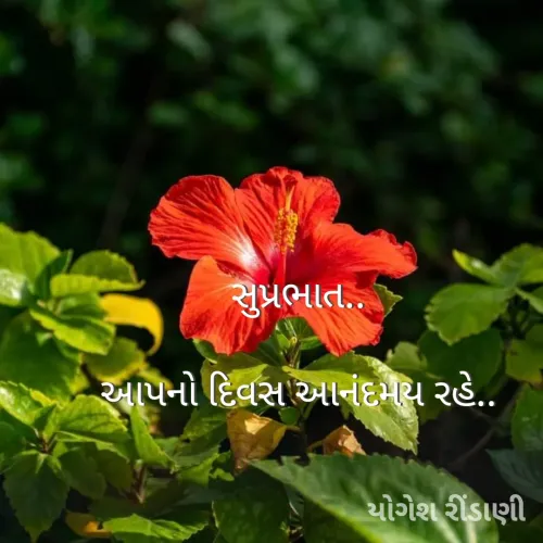 Quote by Yogesh P Rindani -  - Made using Quotes Creator App, Post Maker App