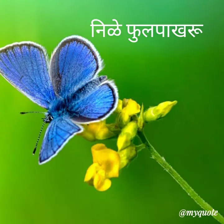 Quote by madhavi nd - निळे फुलपाखरू - Made using Quotes Creator App, Post Maker App