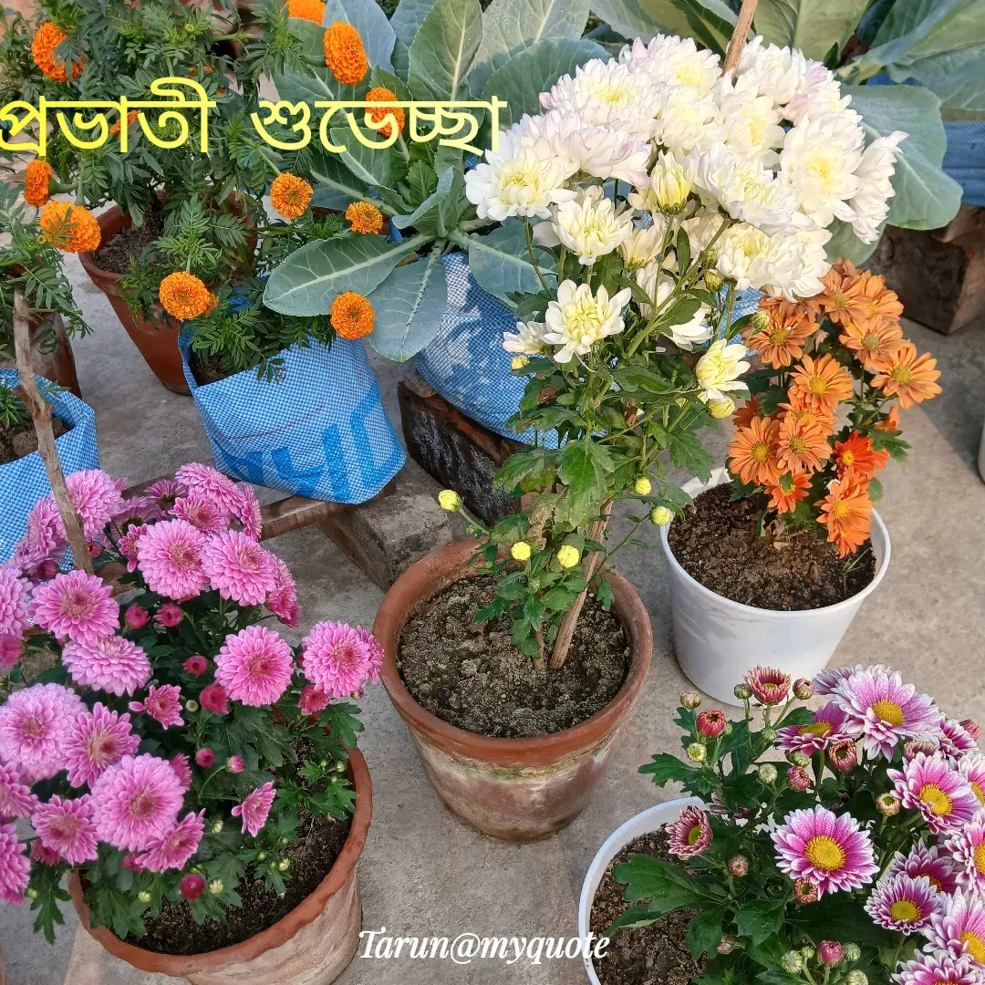 Quote by Tarun Pal - প্রভাতী  শুভেচ্ছা  
 - Made using Quotes Creator App, Post Maker App