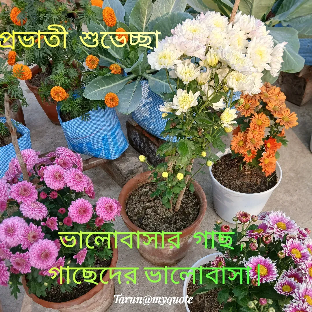 Quote by Tarun Pal - ভালোবাসার  গাছ ,
 গাছেদের ভালোবাসা | - Made using Quotes Creator App, Post Maker App