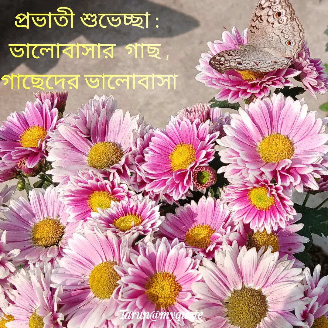 Quote by Tarun Pal - প্রভাতী শুভেচ্ছা : 
ভালোবাসার  গাছ ,
গাছেদের ভালোবাসা - Made using Quotes Creator App, Post Maker App