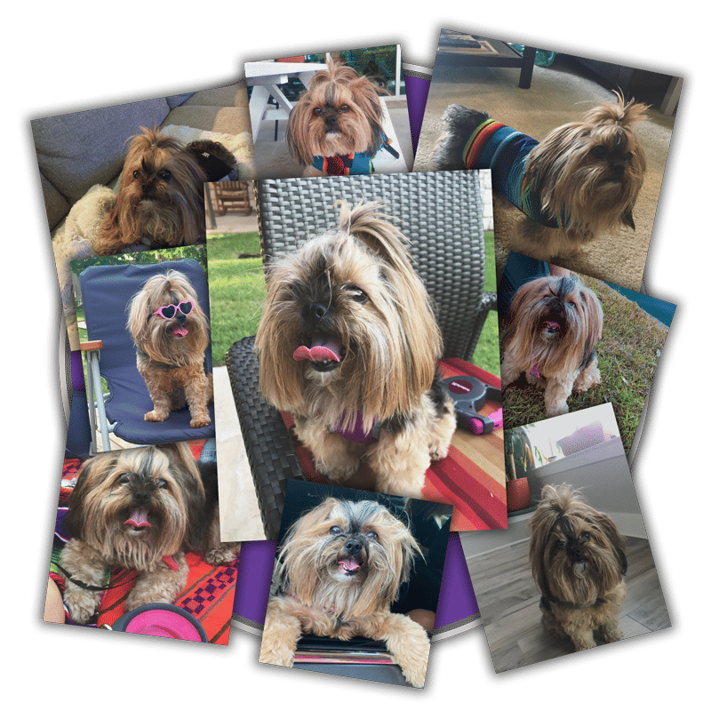 collection of real dog images
