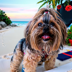 ai image of custom dog in the style of Summer 2 Thai Beach