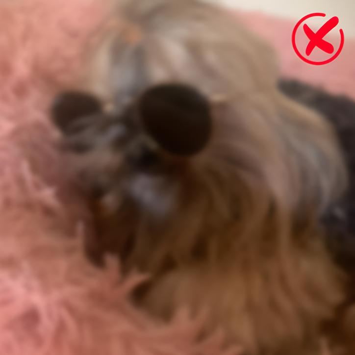 blurry photo of dog
