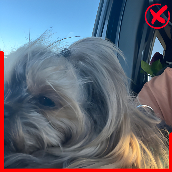 bad photo of yorkie dog with human