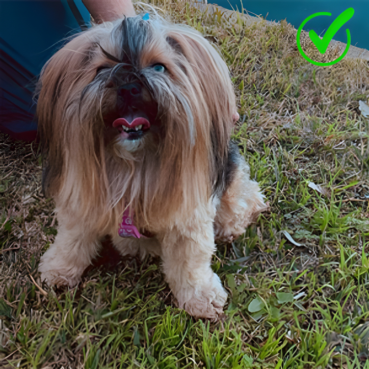 a dog sitting on grass