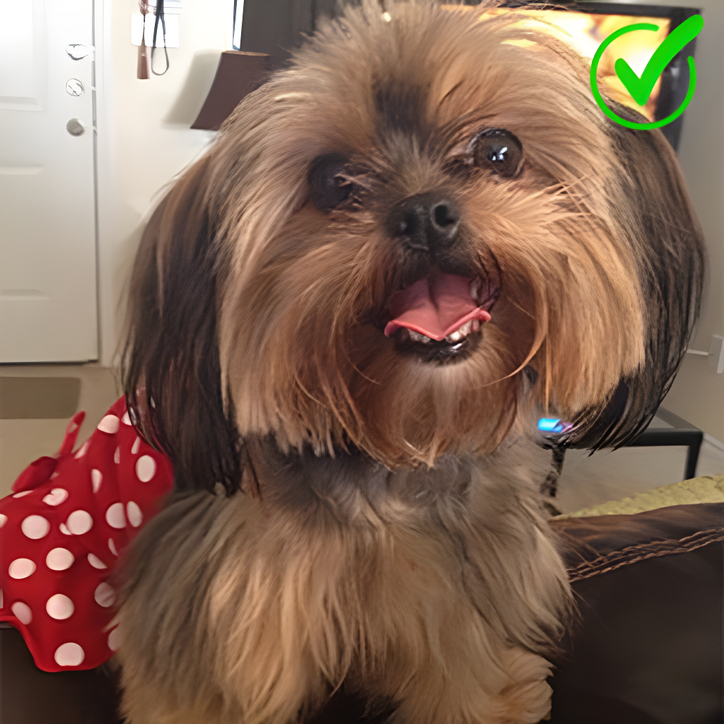 a dog smiling