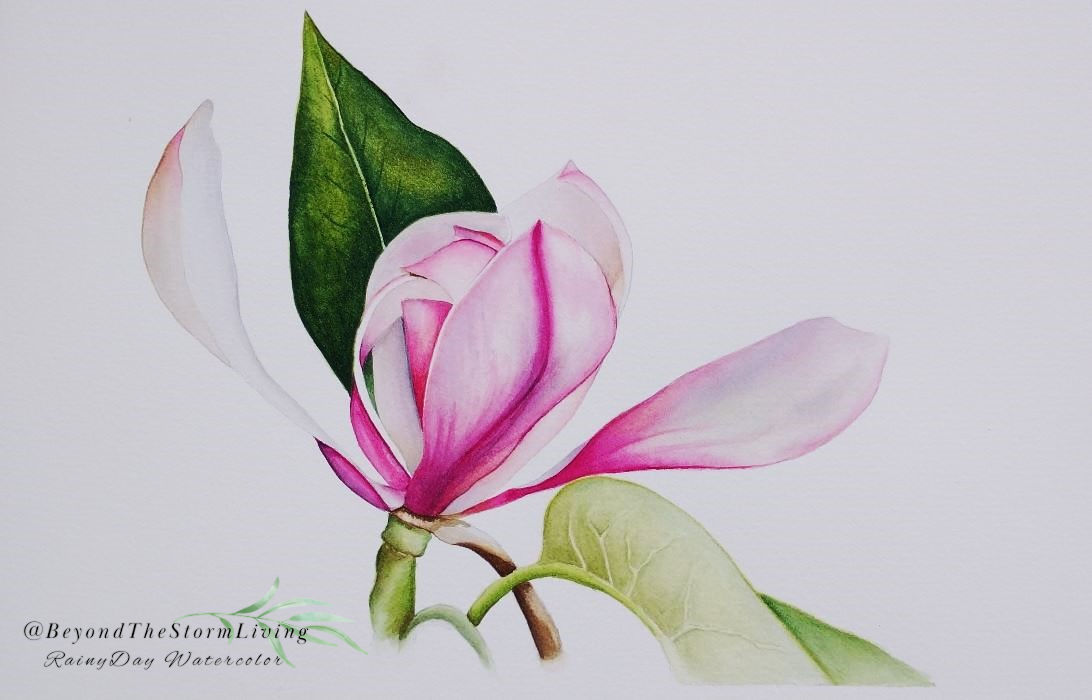 How to Paint a Soft Magnolia in Watercolor, Botanical Flower Study