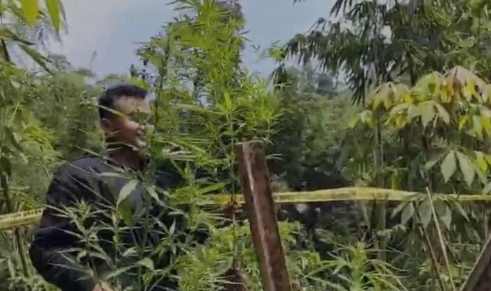 Perihal Kadang Ganja.jpg (1).jpg