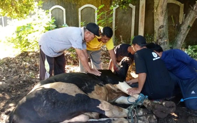Lima Sapi, Tujuh Kambing, dan Sejuta Kebersamaan di RW 3 Desa Kranggan