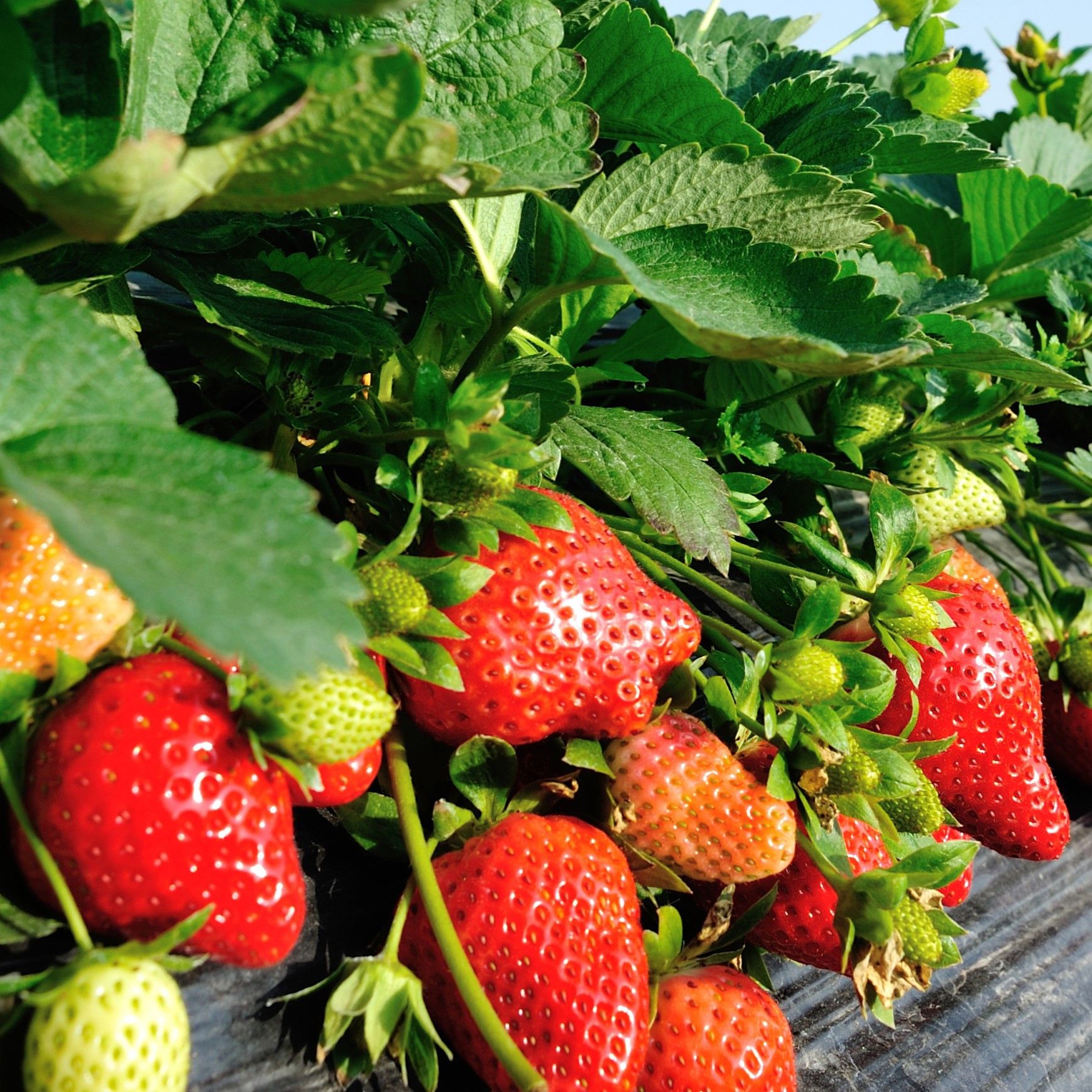 strawberry field