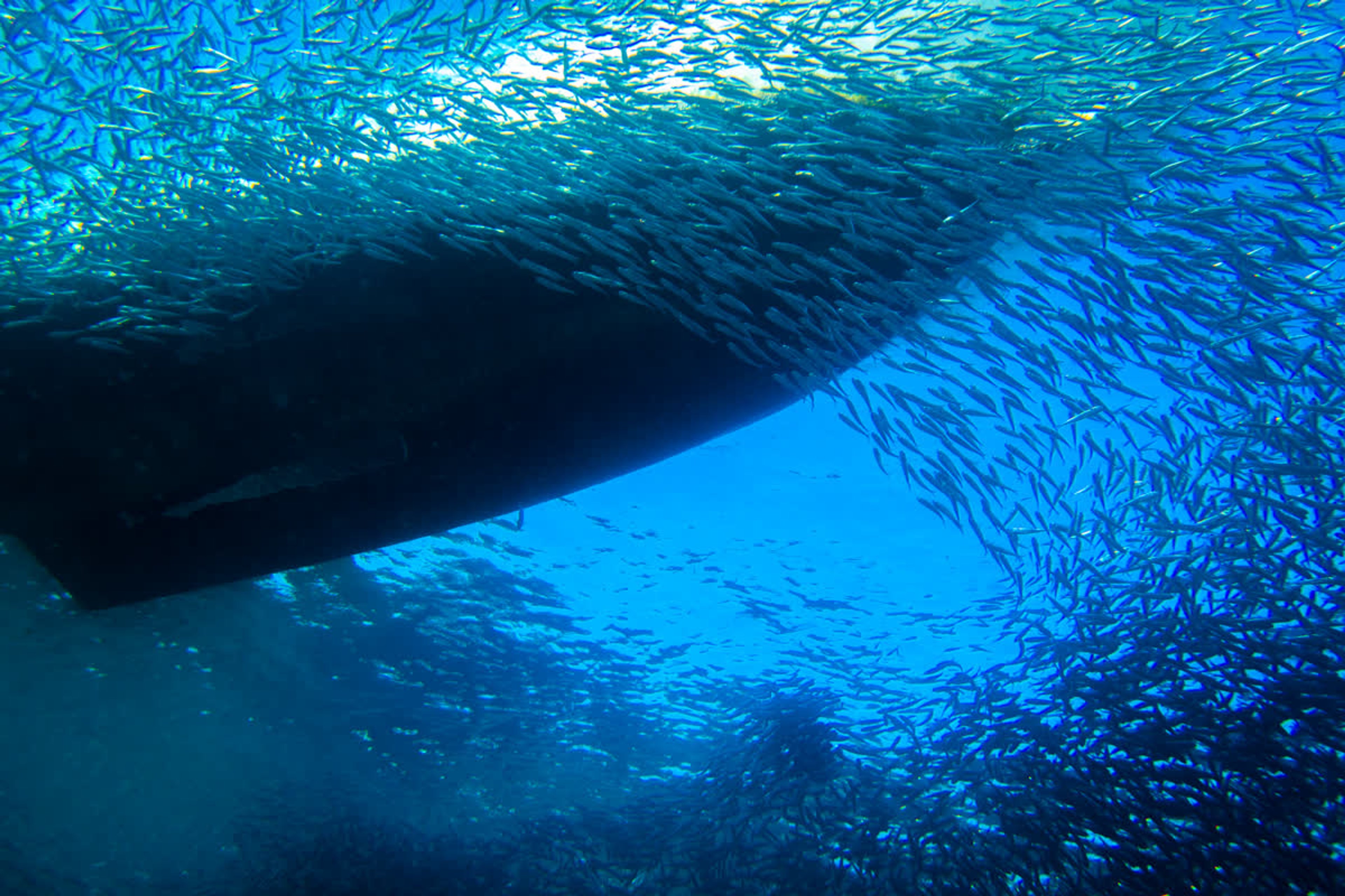 Freediving in crystal clear waters