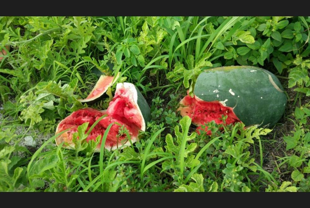 Watermelon farm on Thoddoo