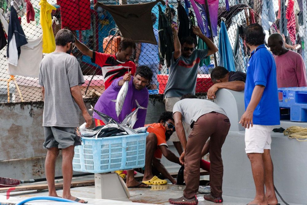 މަސްވެރިންތަކެއް ބާސްކެޓެއްގައި މަސްކިރަނީ:-- މި ދުވަސްވަރަކީ ހއ.ގައި މަސްވެރިކަން ރަނގަޅު ދުވަސްވަރެއް