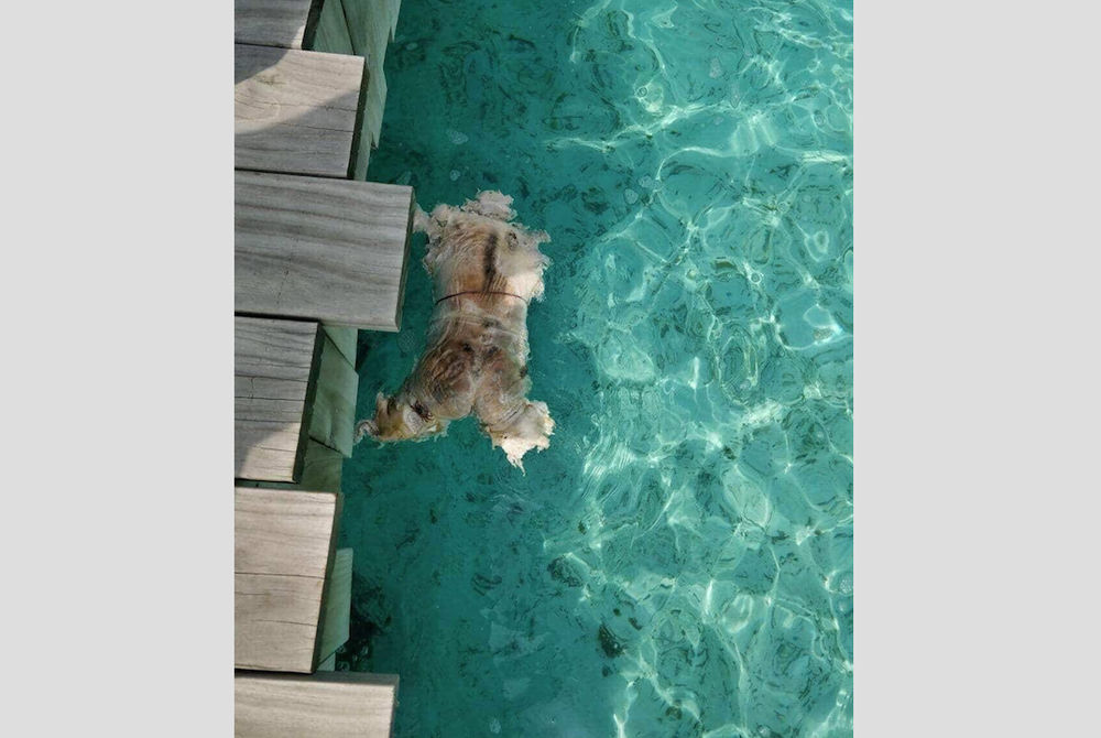 ކުނިވެފައި އޮތް ގަބުރު ސޮނޭވާ ޖަނީގެ ފަޅު ތެރޭގައި