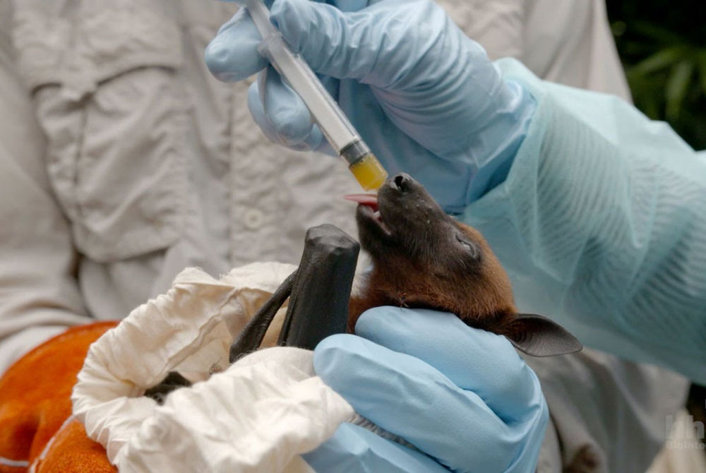 ނިޕާ ވައިރަސް އަކީ އާންމު ގޮތެއްގައި ވާލުން ފެތުރޭ ބައްޔެއް