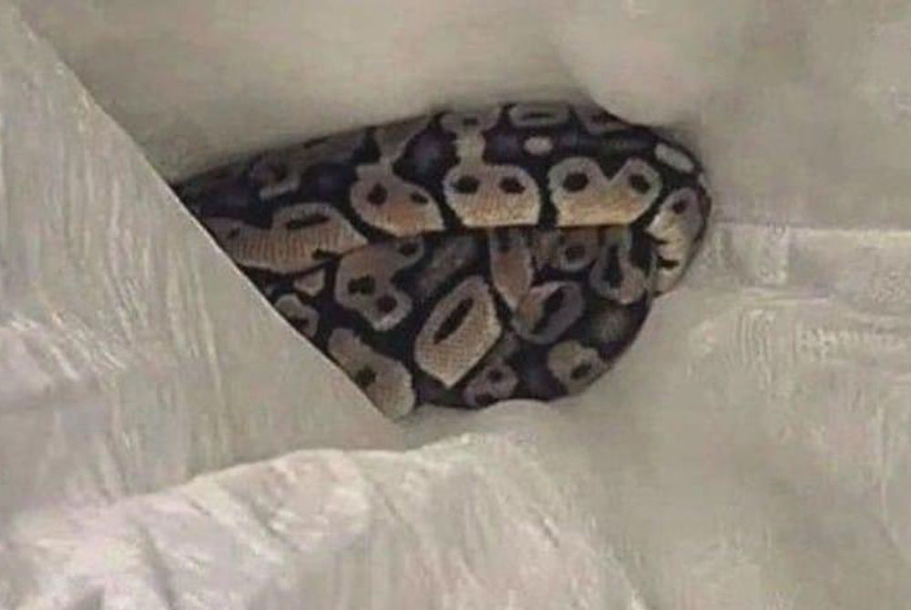 ގުދަނުގެ ތެރެއިން ފެނުނު ހަރުފަ