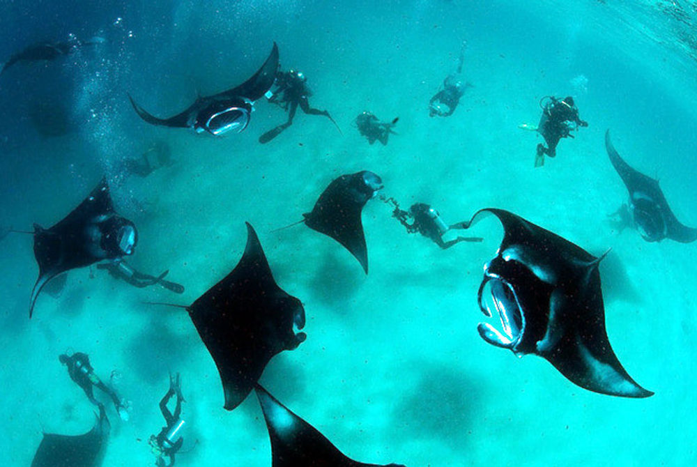 Manta rays in the Maldives