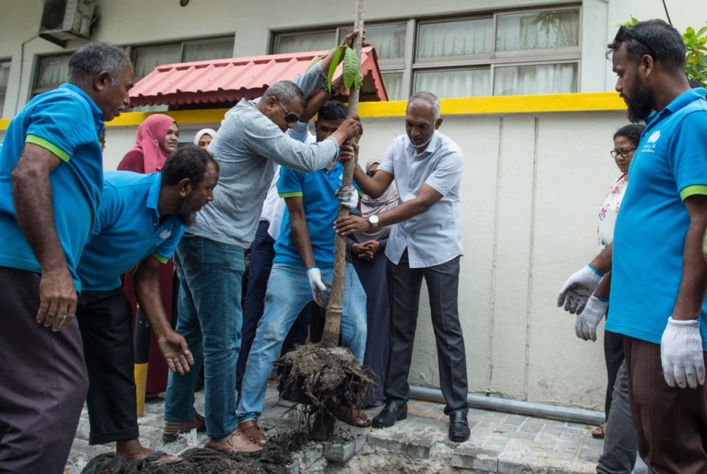 މާލެ ސިޓީ ކައުންސިލުން ކުރިޔަށްގެންދާ ގަސް އިންދުމުގެ ޕްރޮގްރާމްގެ ތެރެއިން