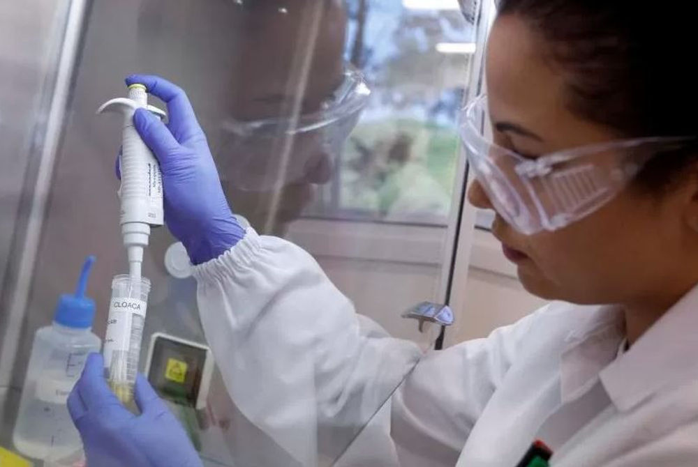 ބްރެޒިލްގެ ލެބެއްގައި އިންސްޕެކްޓަރަކު ދޫނި ރޯގާގެ ސާމްޕަލް ނަގައި ޓެސްޓް ކުރަނީ