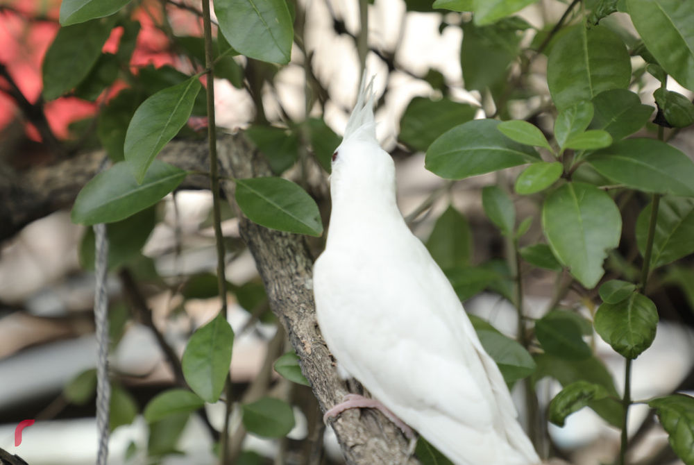 ދޫންޏެއް ގަހެއްގައި ޖައްސާލައިގެން