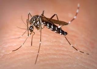 raffles-dengue-fever