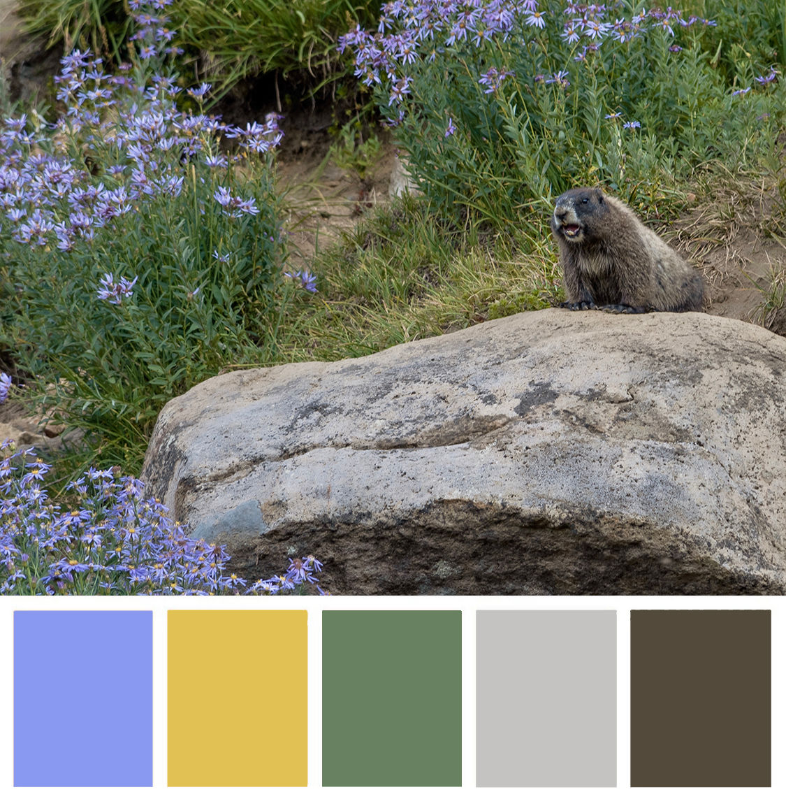 Photo of a marmot at mount rainier national park by Erica, and was shared during nps fashion week! (@ericapnw.photography)