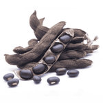 MUCUNA PRUIENS