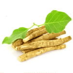 WITHANIA SOMNIFERA