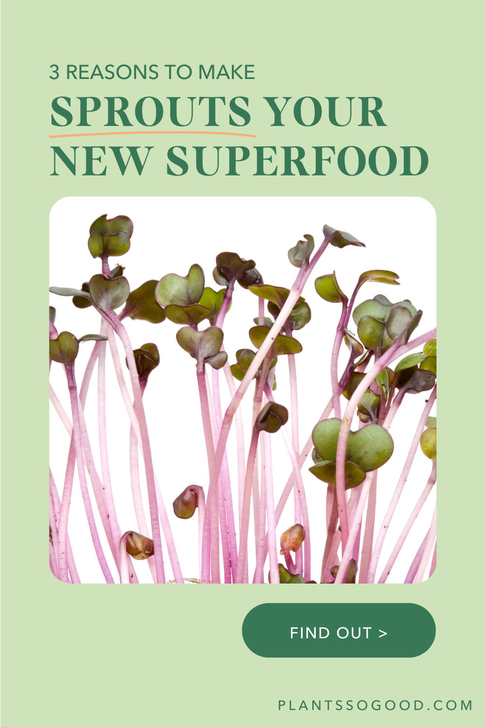 Why Sprouts Should Be Your New Superfood