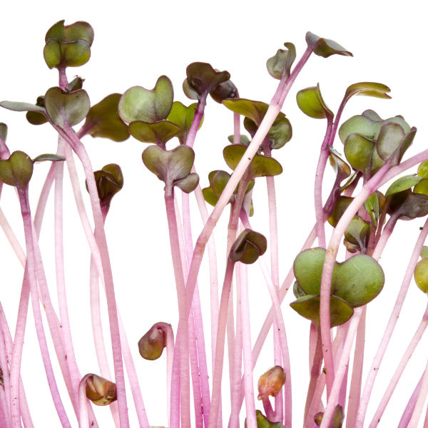 Why Sprouts Should Be Your New Superfood
