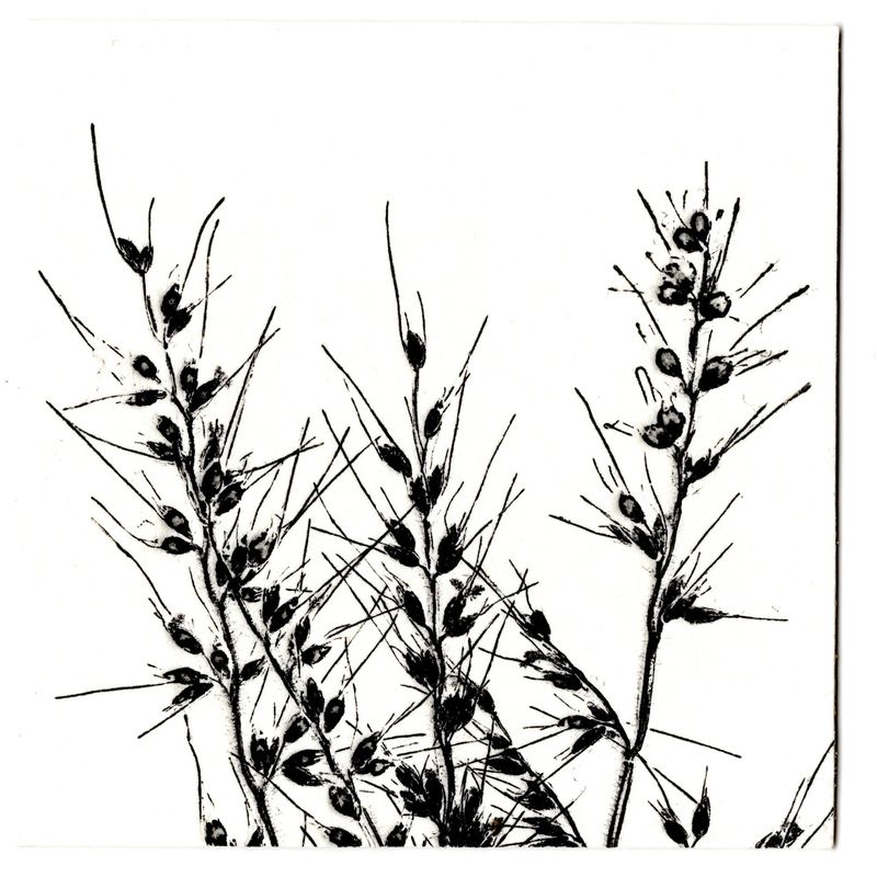 Basket grass │ 주름조개풀-35659