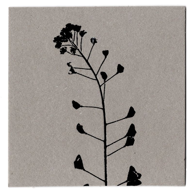  Bloom and Heart-Shaped Seed Pod  │ 냉이꽃과 열매 -35662