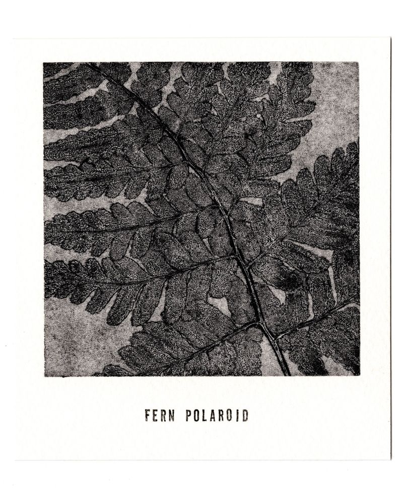 Fern II  │ 고사리 II -35666
