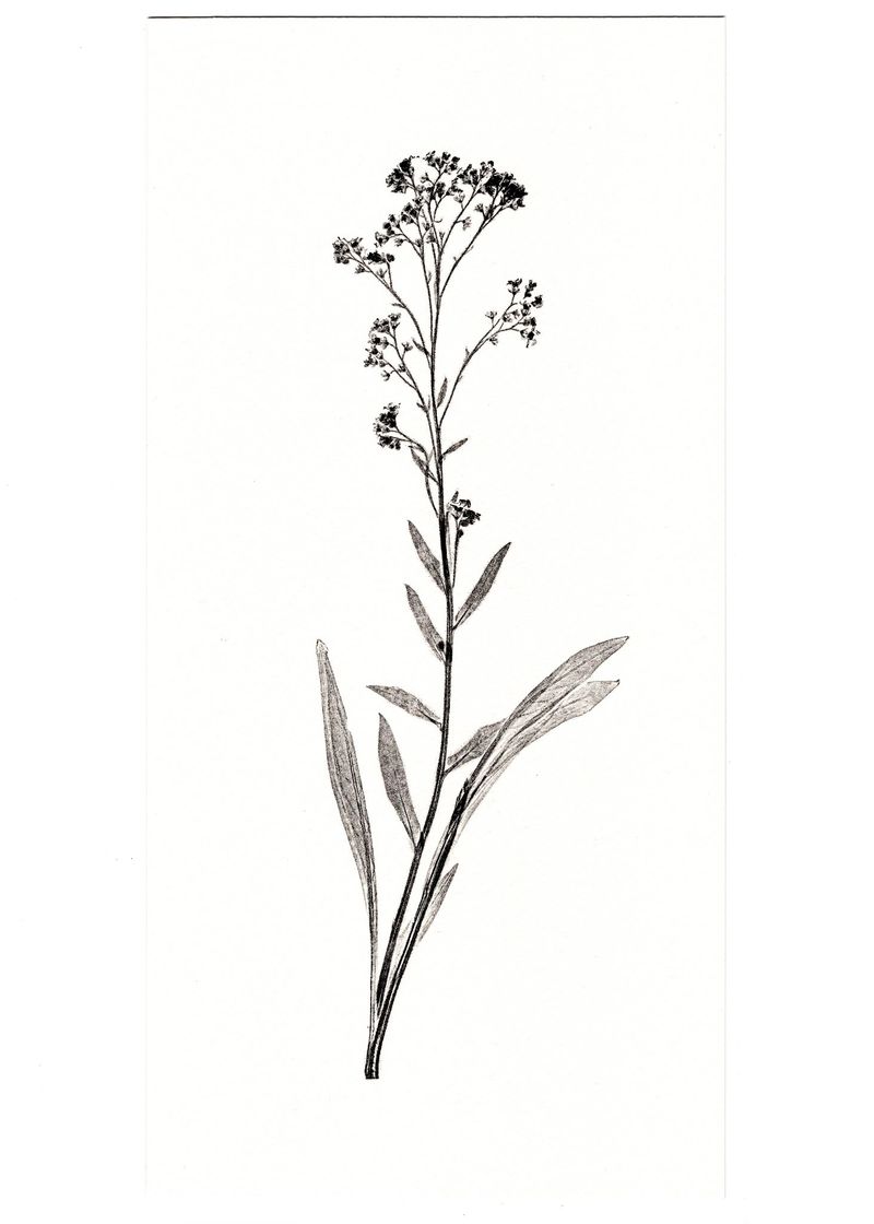 Forget-Me-Not │ 물망초-35667
