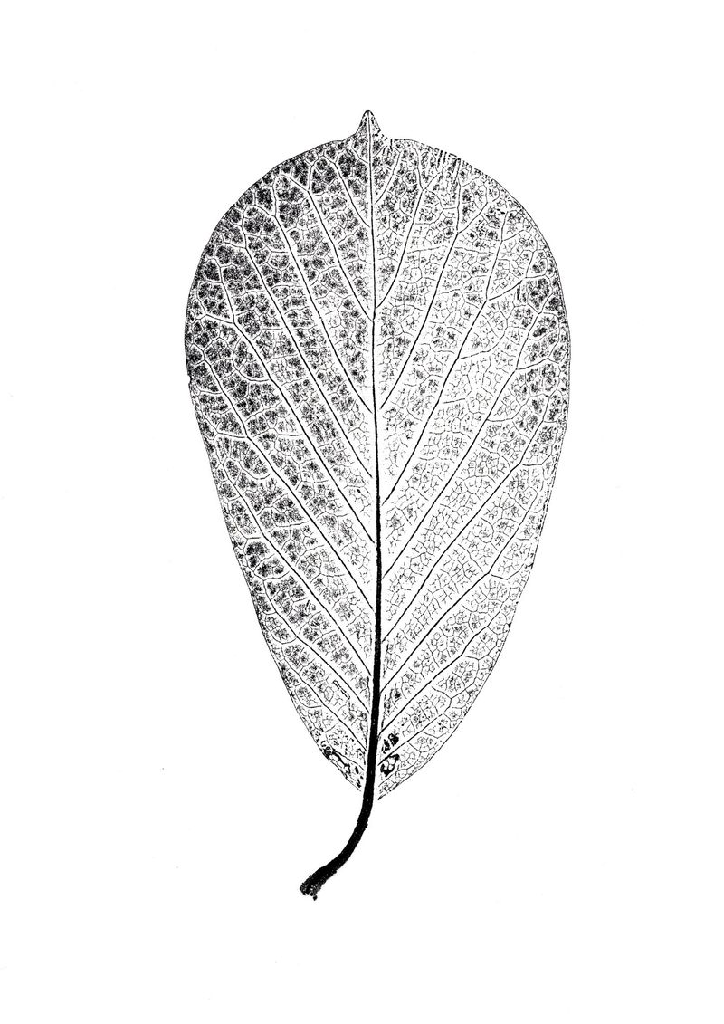 Magnolia Leaf  │ 목련잎-35668