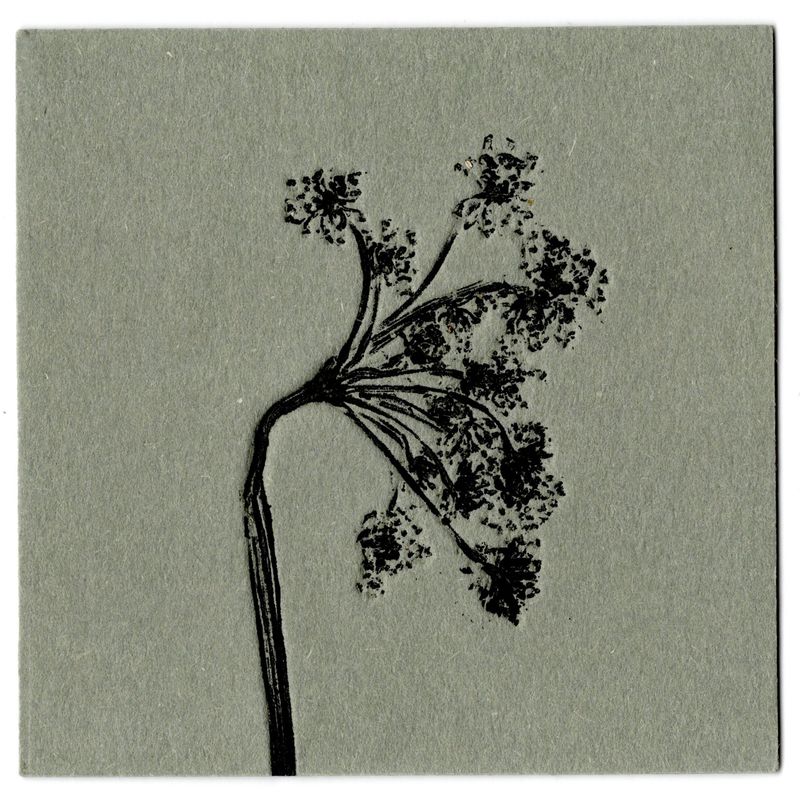 Coastal Hogfennel Flower  │ 방풍꽃-35670