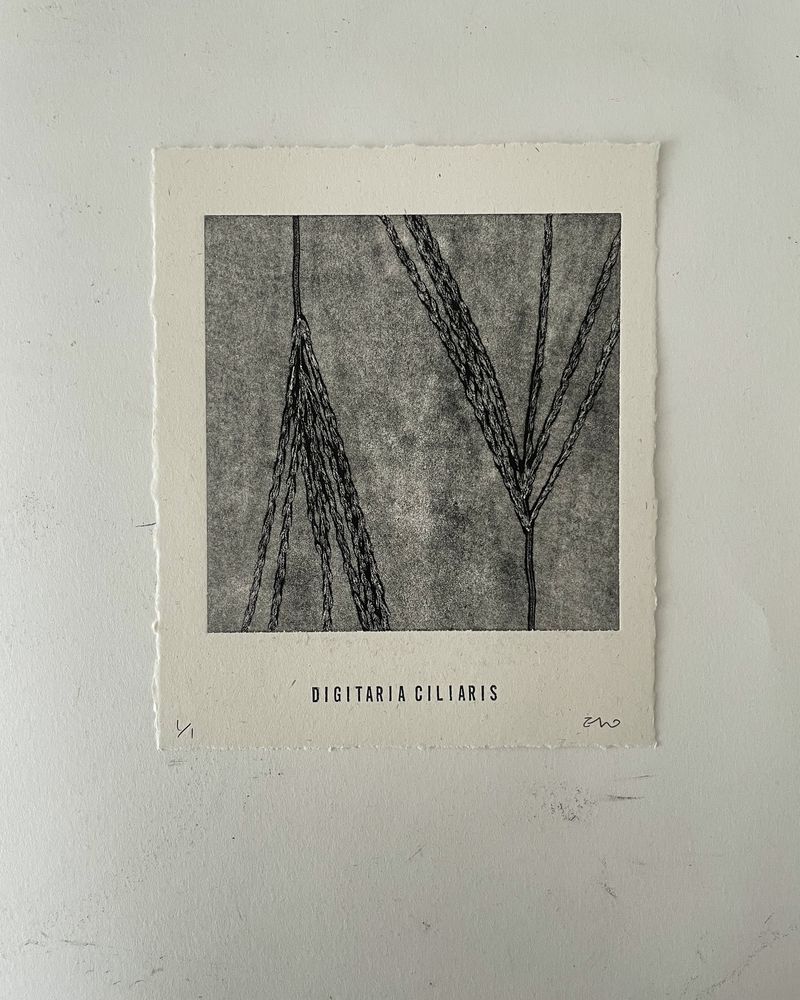 Digitaria Ciliaris 2 │ 바랭이 2-35719