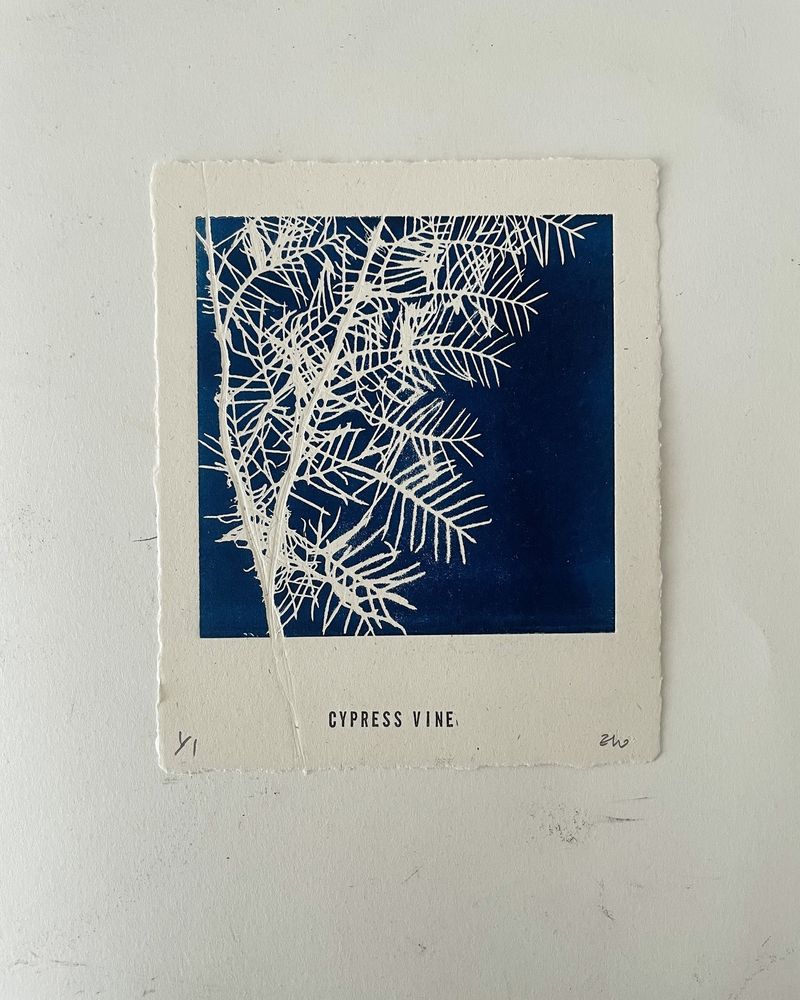 Cypress Vine 1│ 새깃 유홍초 1-35722