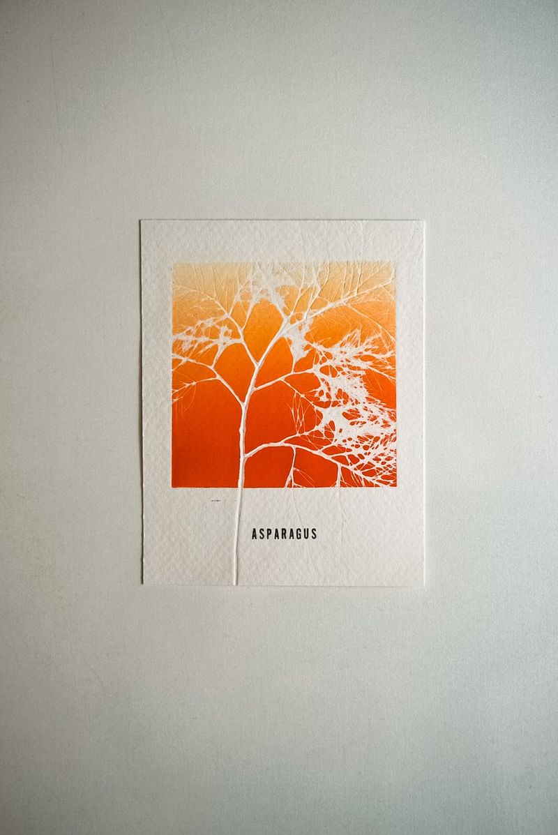 Asparagus: Sunset 1│ 아스파라거스: 노을 1-42456