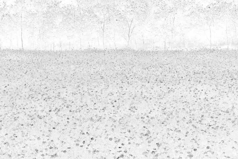 Hill of Wind #8-49747