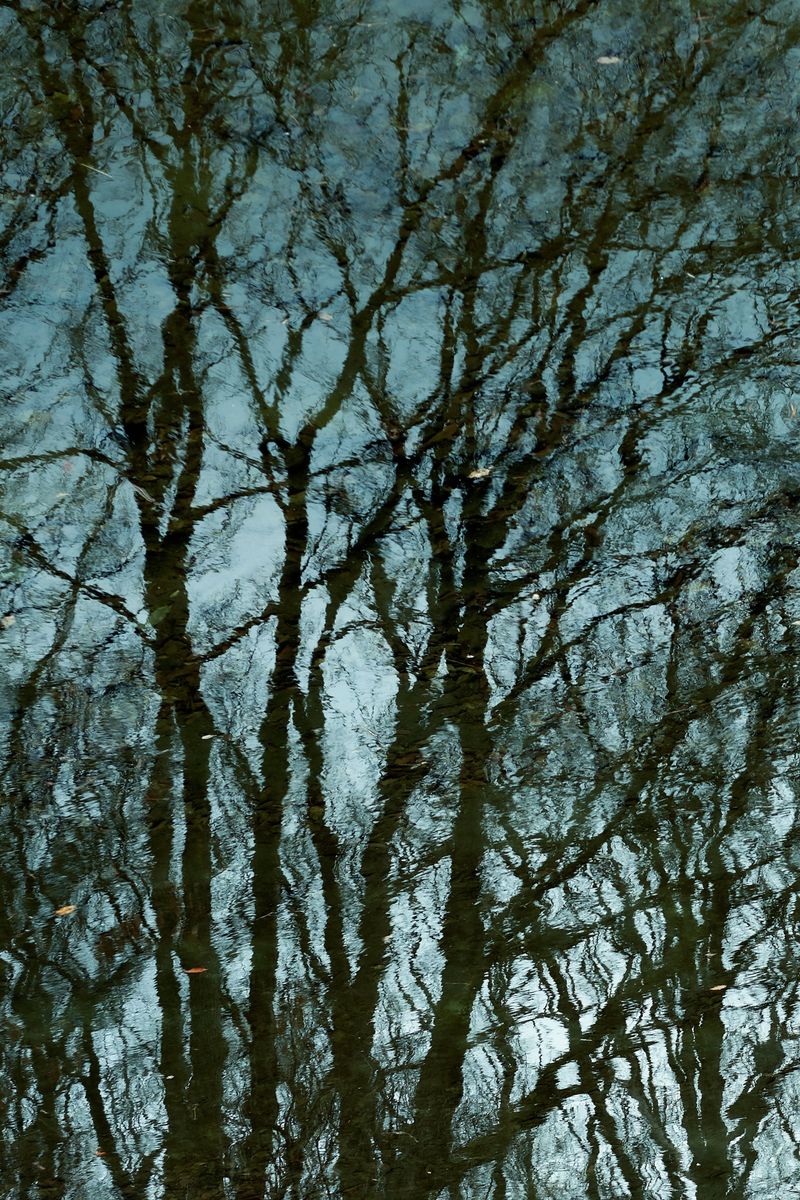 Forest of Reflection #1-49770