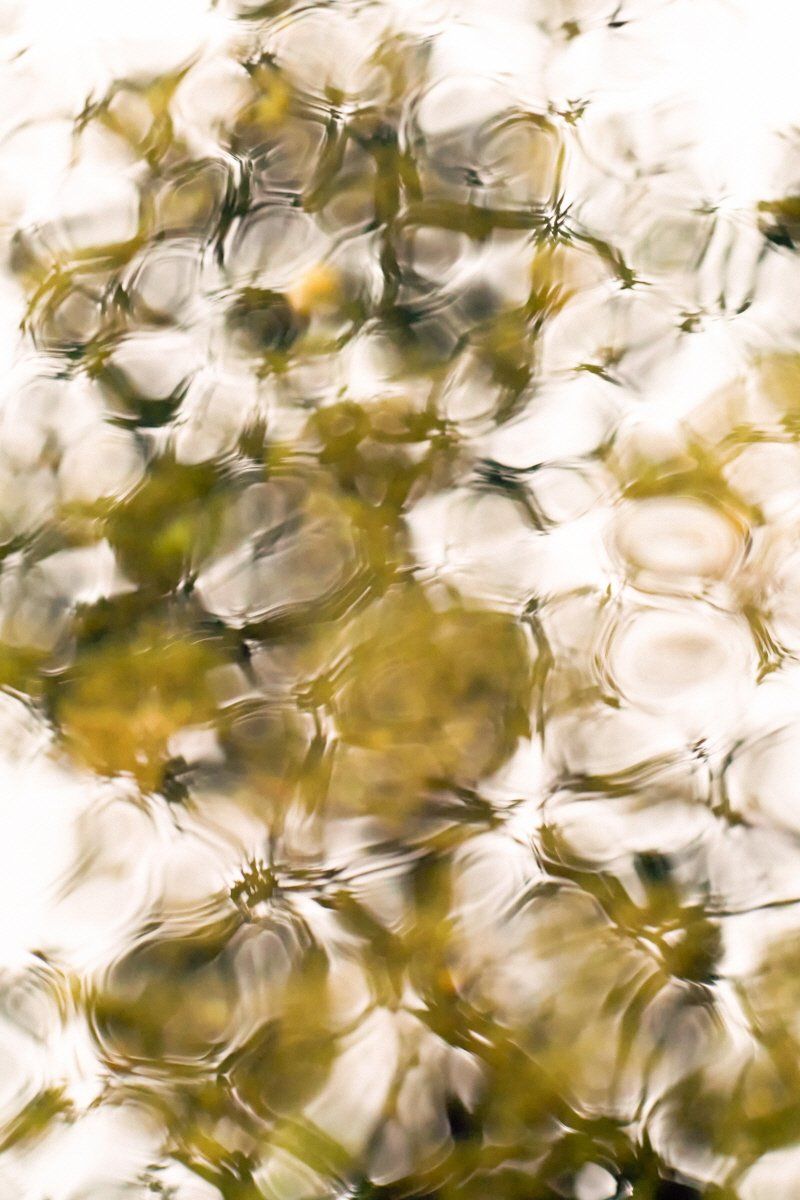Water Flower #1 -56651
