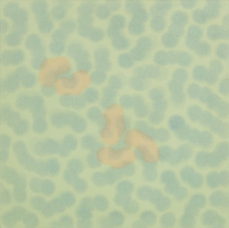 Plant soul CMGX2PB778-4-11355