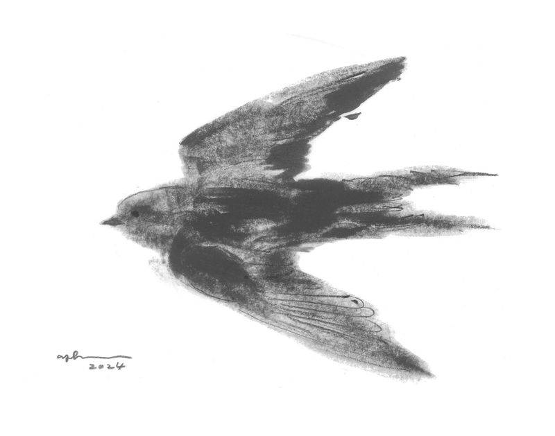 Swallow-13406