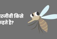 Parjivi Kise Kahate Hain – परजीवी किसे कहते है