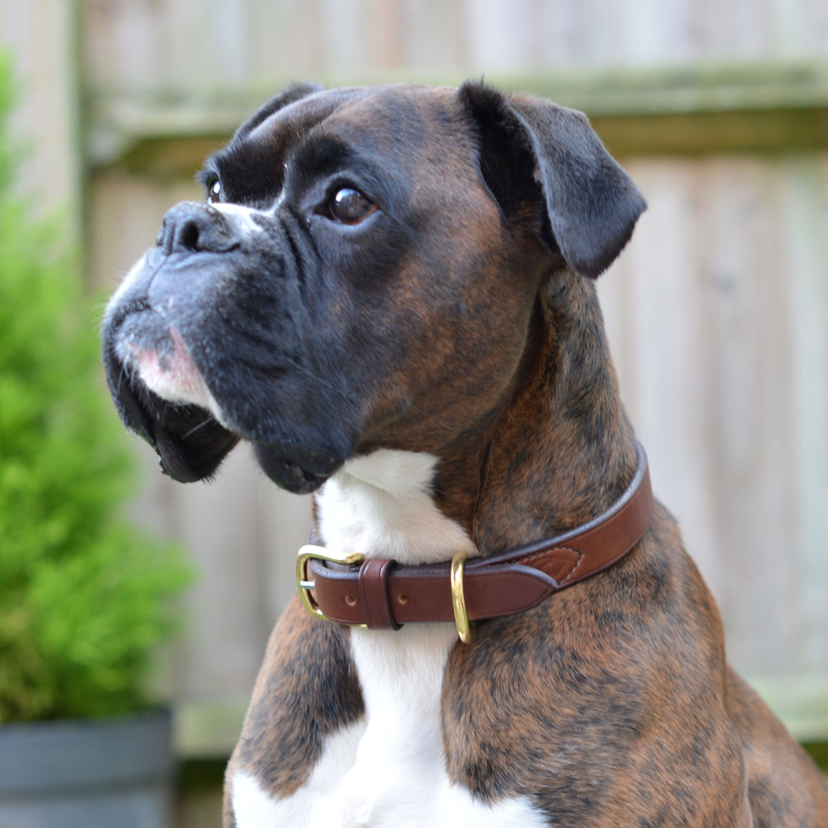 boxer dog collar