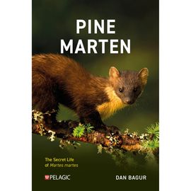 Pine Marten - The Secret Life of Martes martes