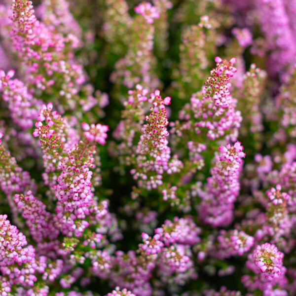 A close up of the Exmoor Heather plant